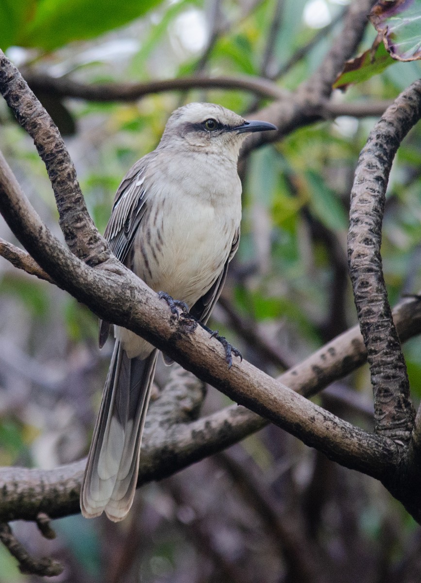 Chalk-browed Mockingbird - ML638690622