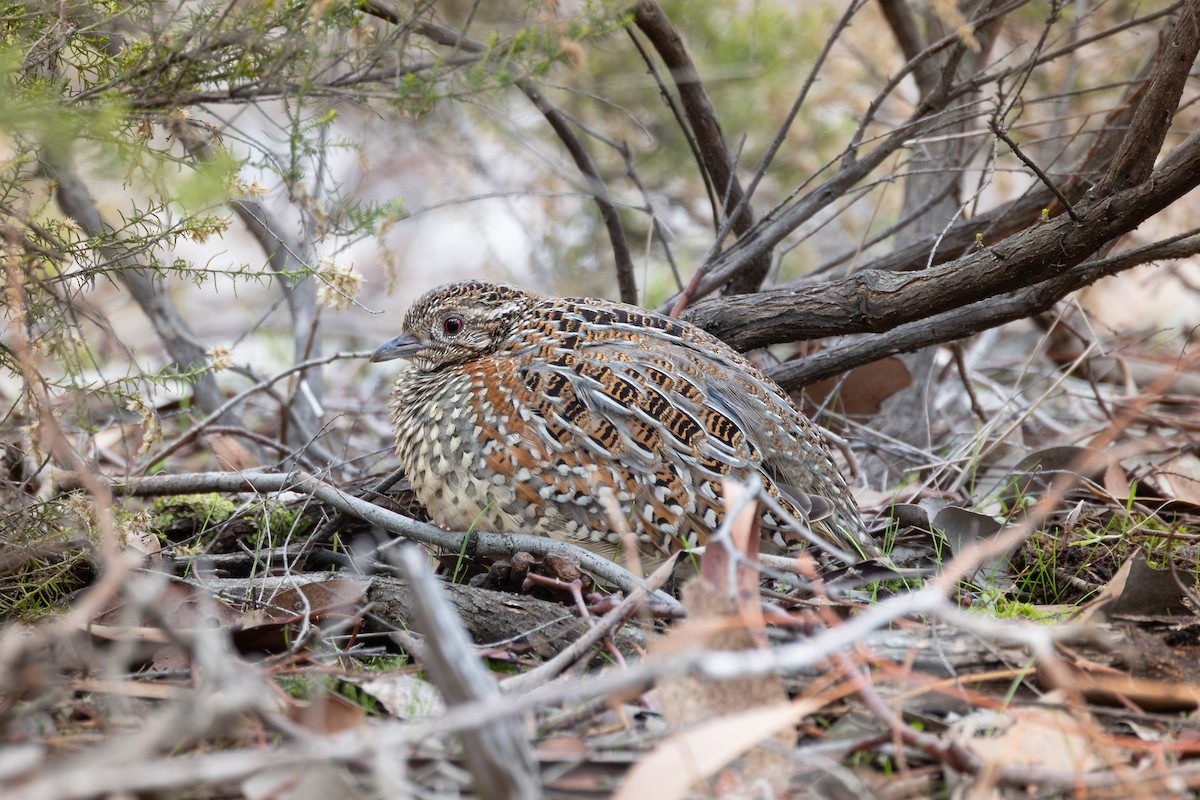 Painted Buttonquail - ML638690627