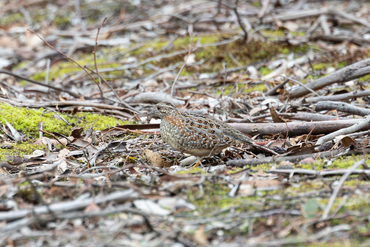 Painted Buttonquail - ML638690628