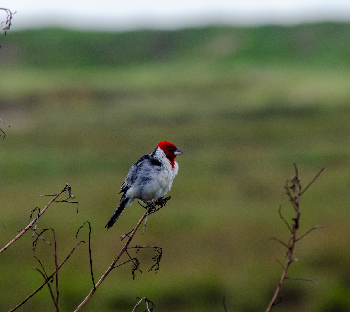 Red-cowled Cardinal - ML638690633