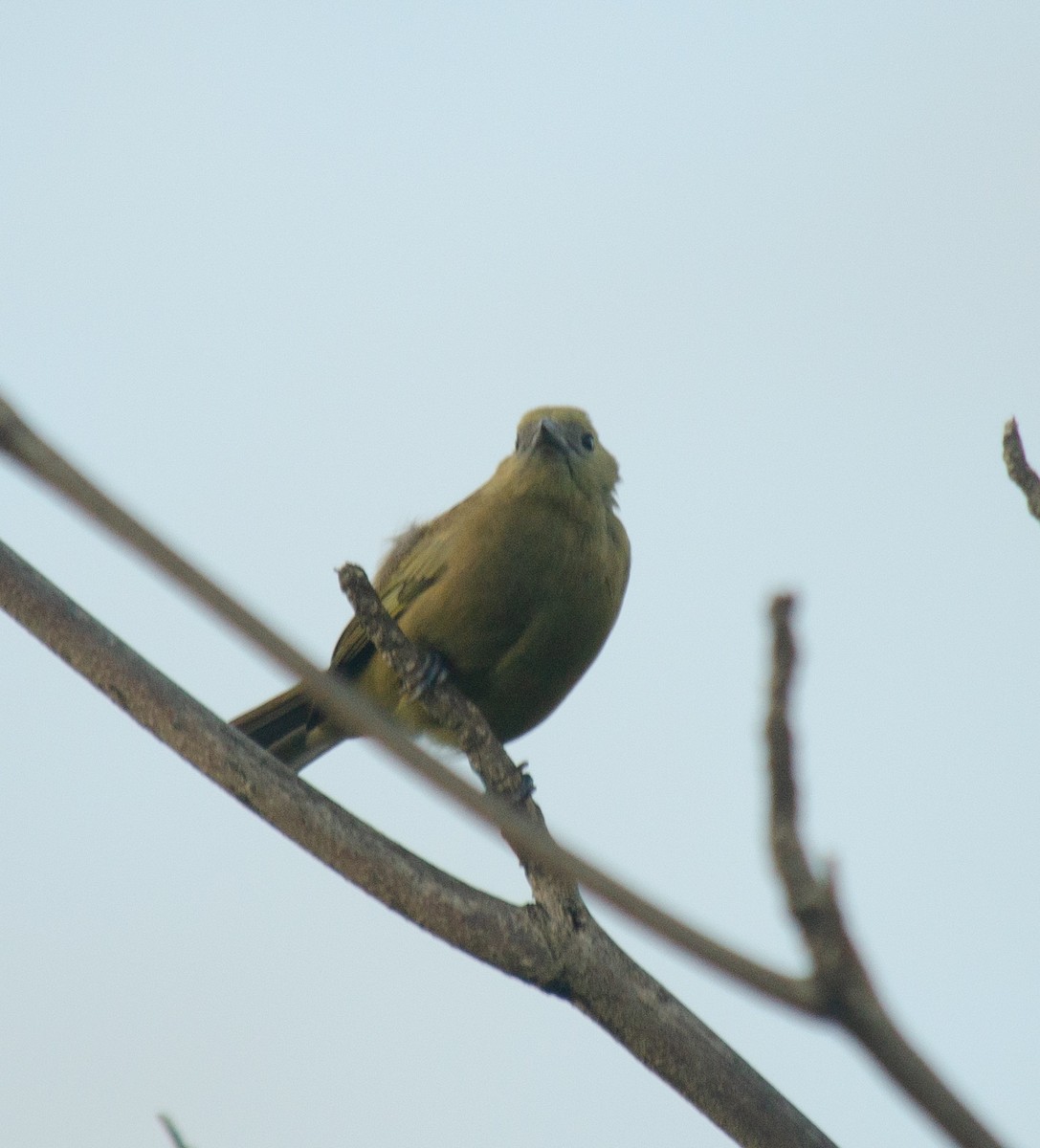 Palm Tanager - ML638690635