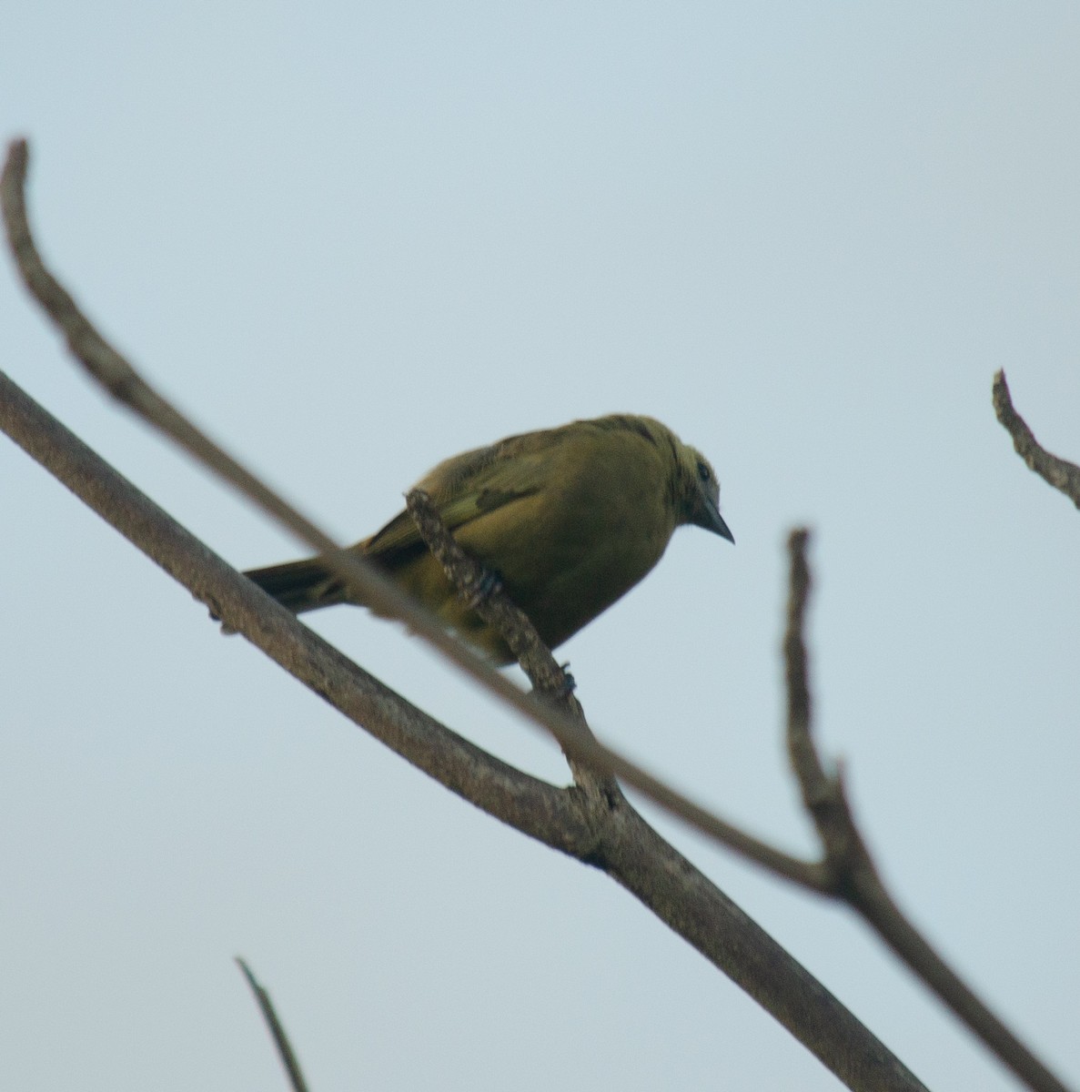 Palm Tanager - ML638690636