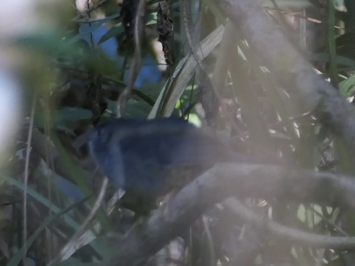 Rock Tapaculo - ML638690650