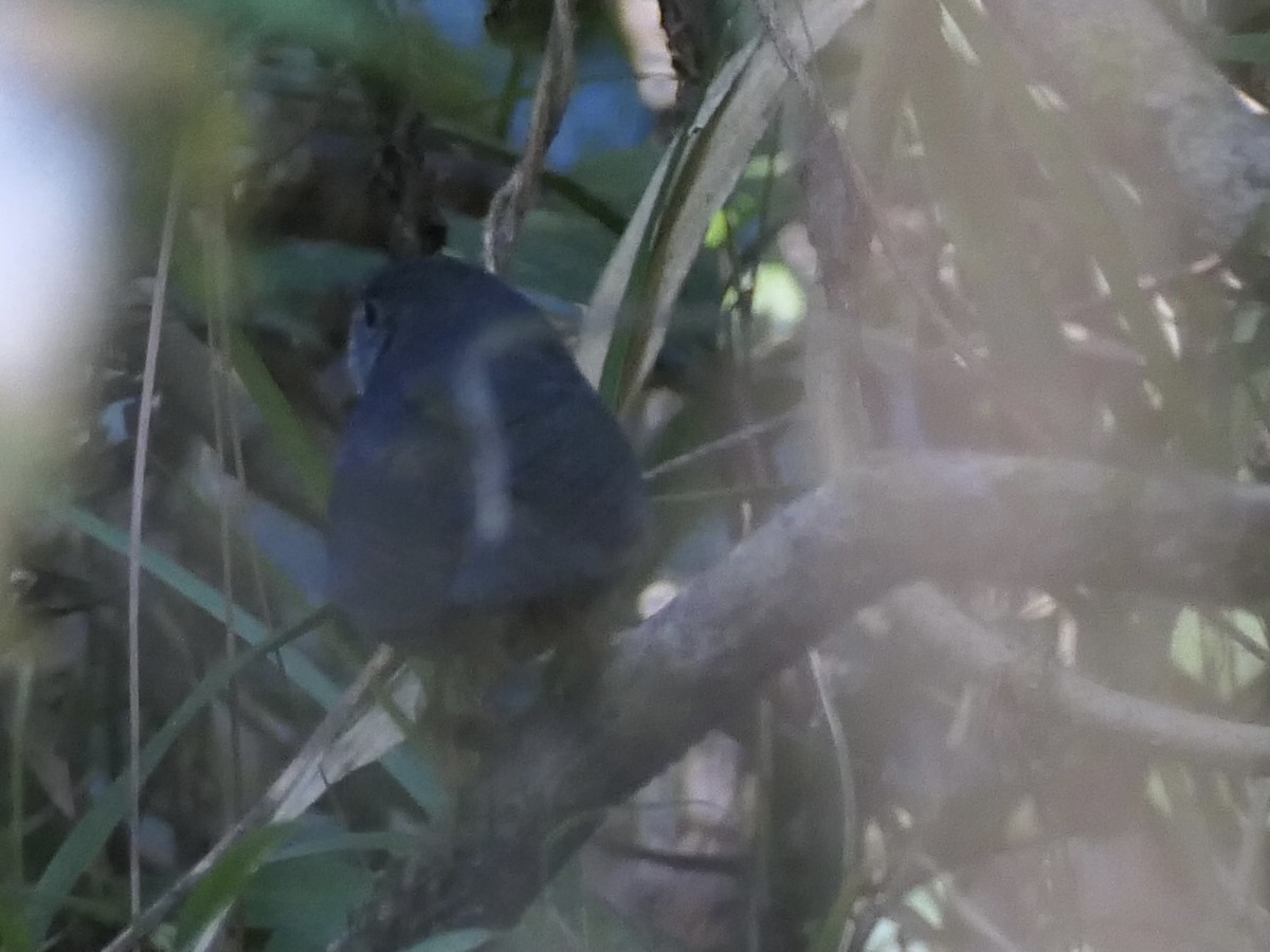 Rock Tapaculo - ML638690651