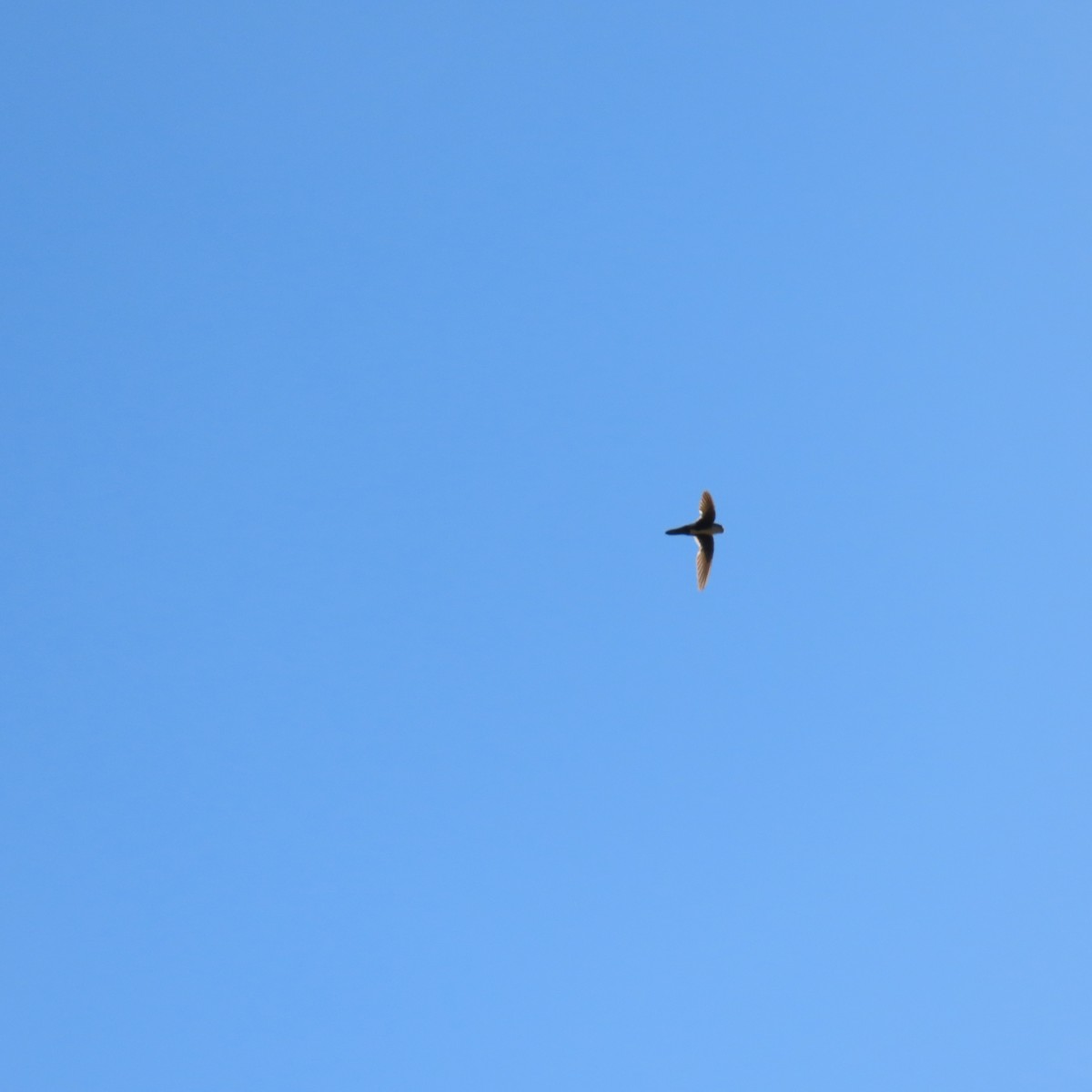 White-throated Swift - ML638690685