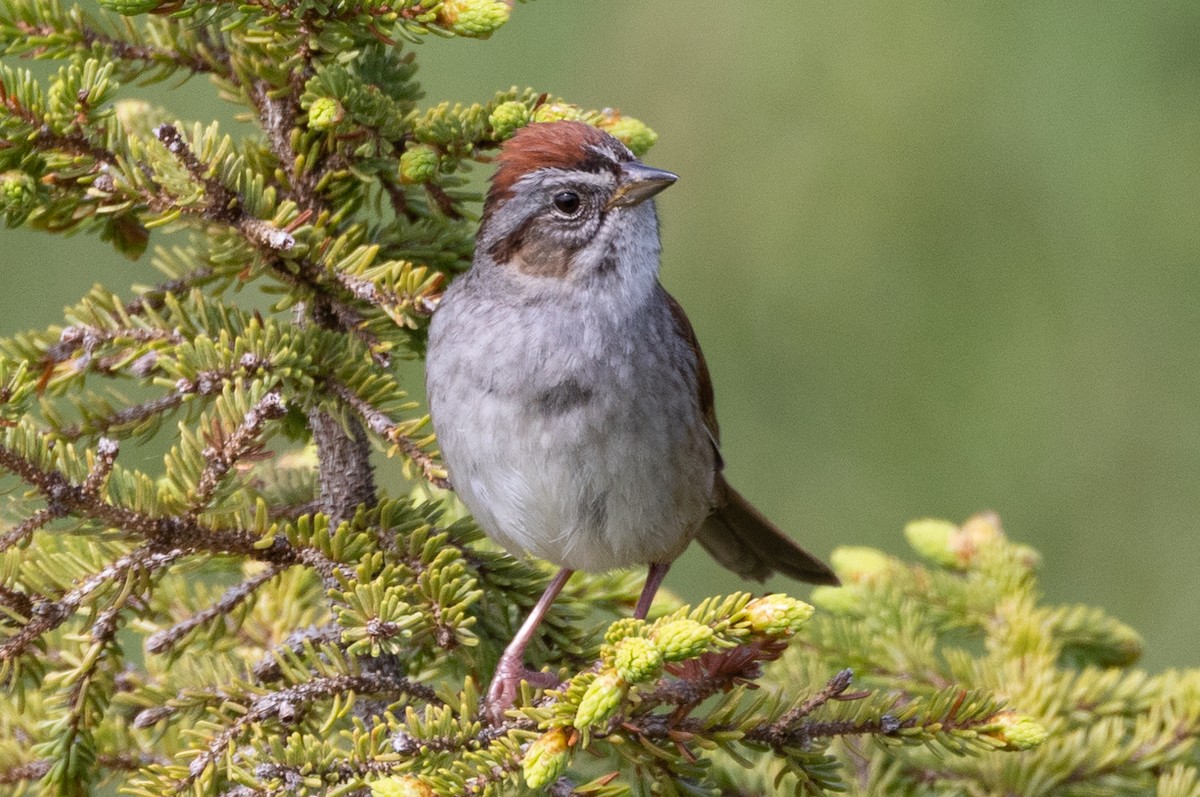 Swamp Sparrow - ML638690702