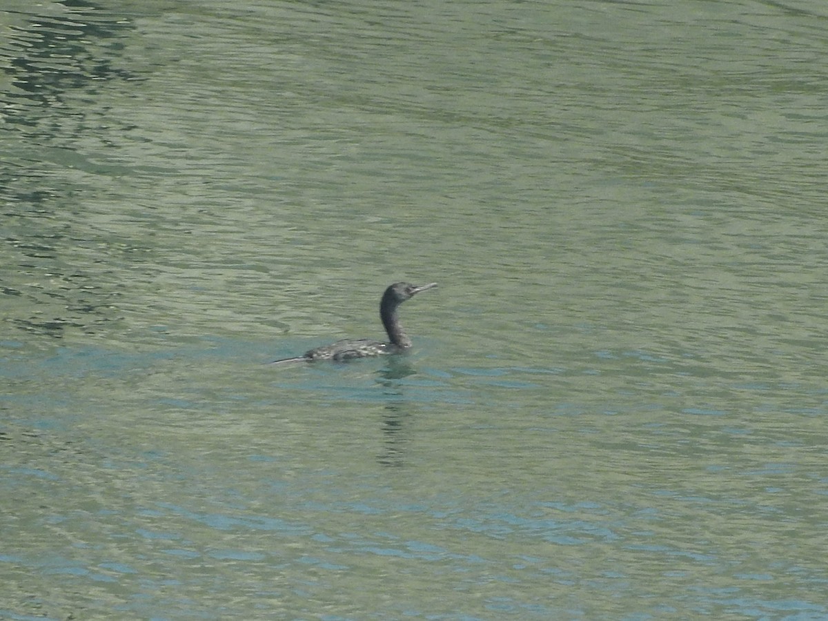 Pelagic Cormorant - ML63869071