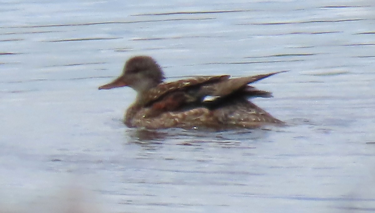 Gadwall - ML638690734