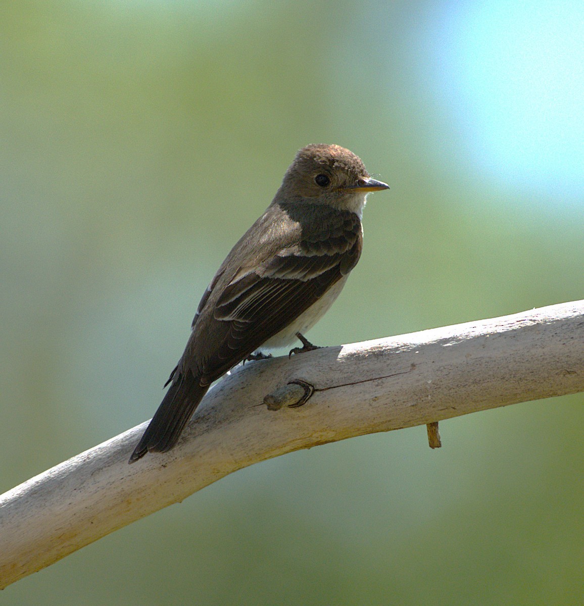 Western Wood-Pewee - ML638690739