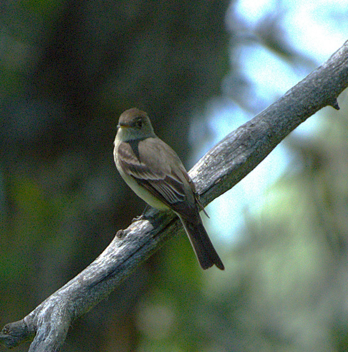 Western Wood-Pewee - ML638690740