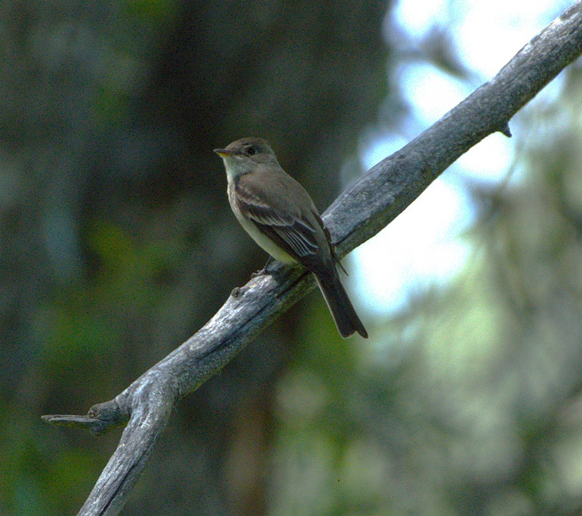 Western Wood-Pewee - ML638690744