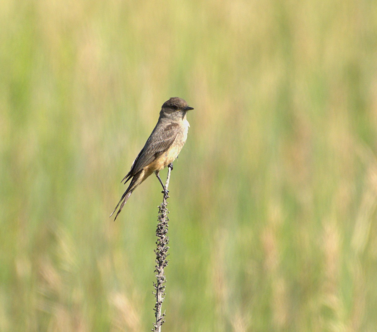 Say's Phoebe - ML638690753