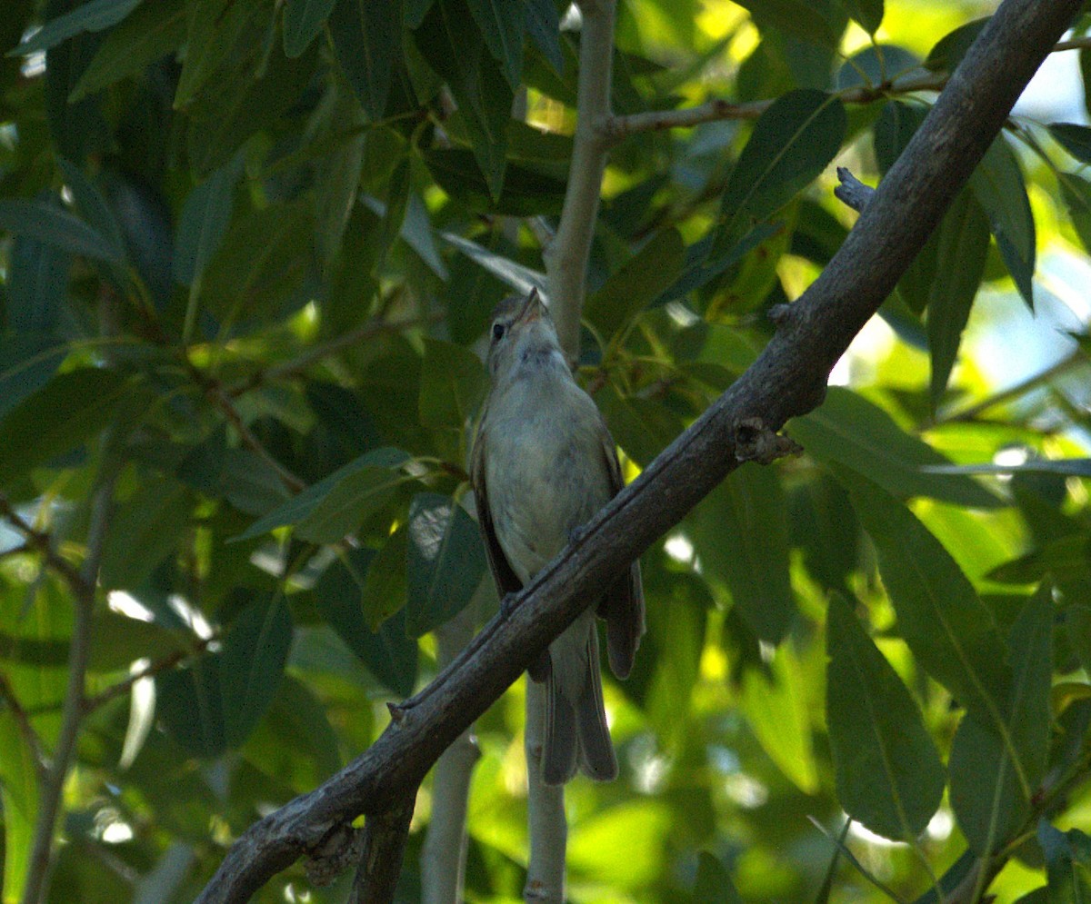 Warbling Vireo - ML638690773
