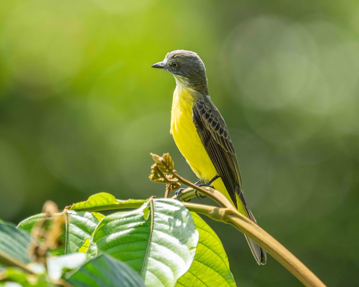 Gray-capped Flycatcher - ML638690788