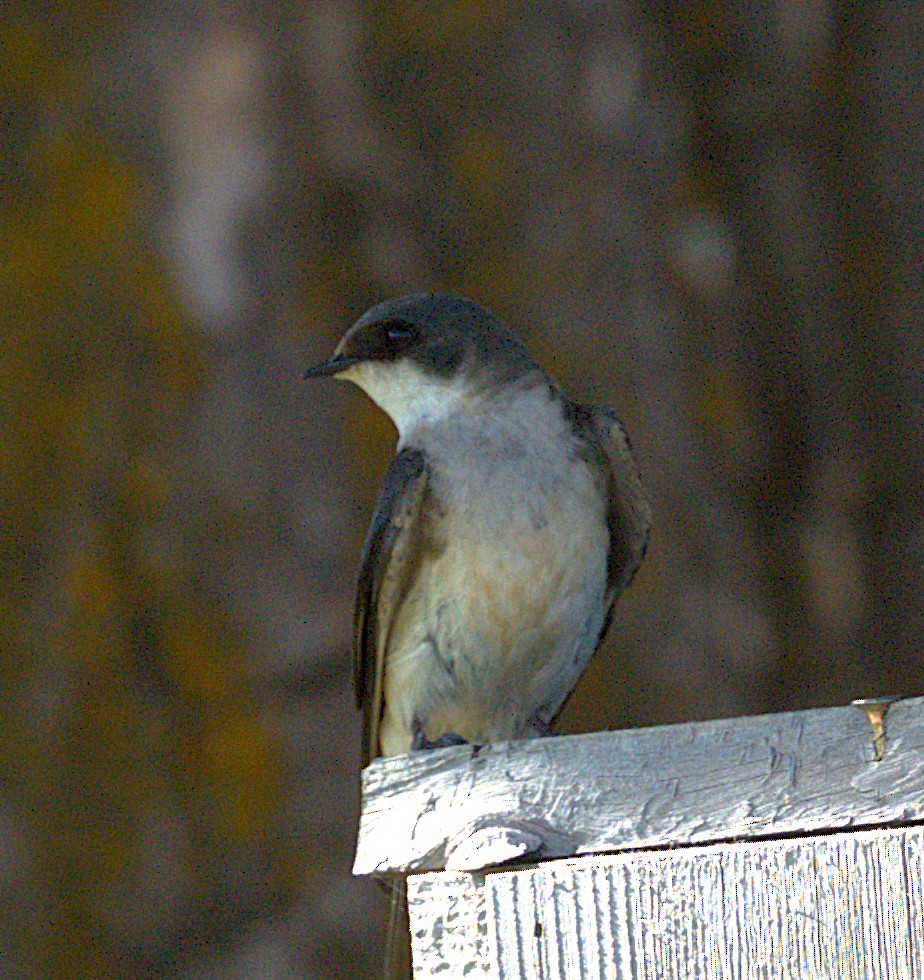 Tree Swallow - ML638690794