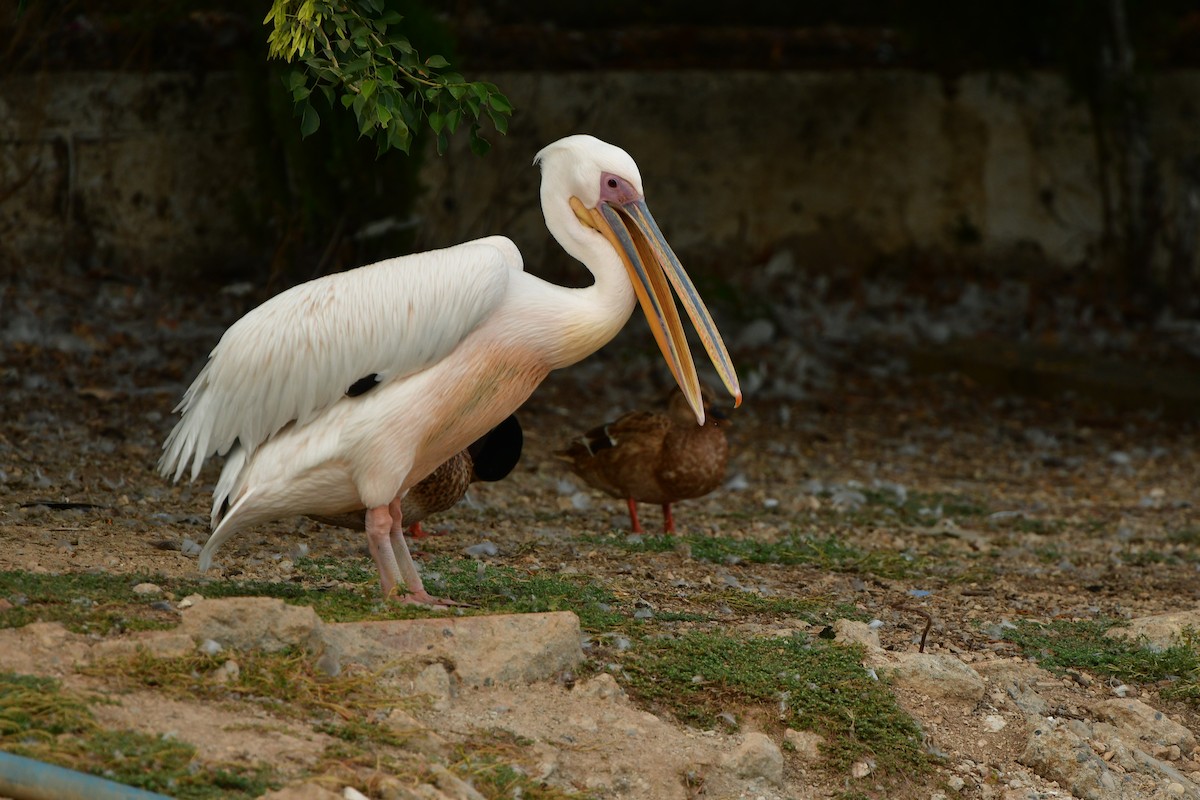 Great White Pelican - ML638690824