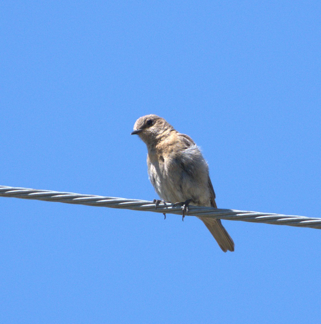 Western Bluebird - ML638690833