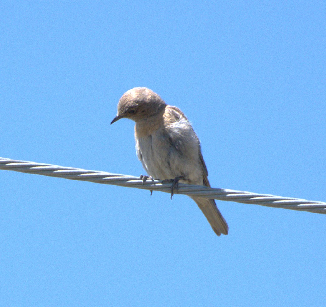 Western Bluebird - ML638690834