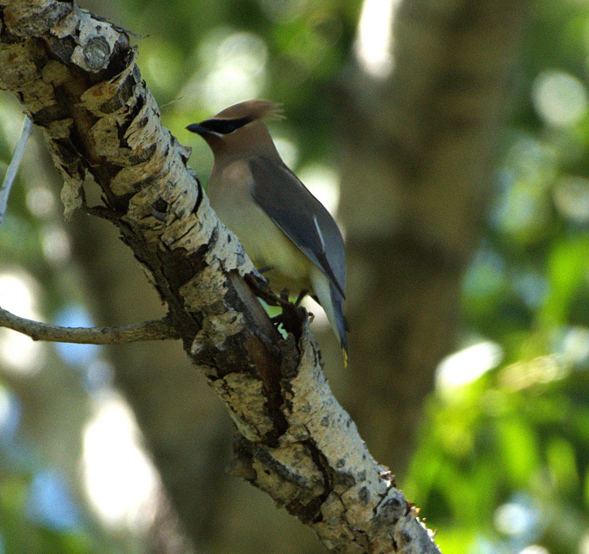 Cedar Waxwing - ML638690851