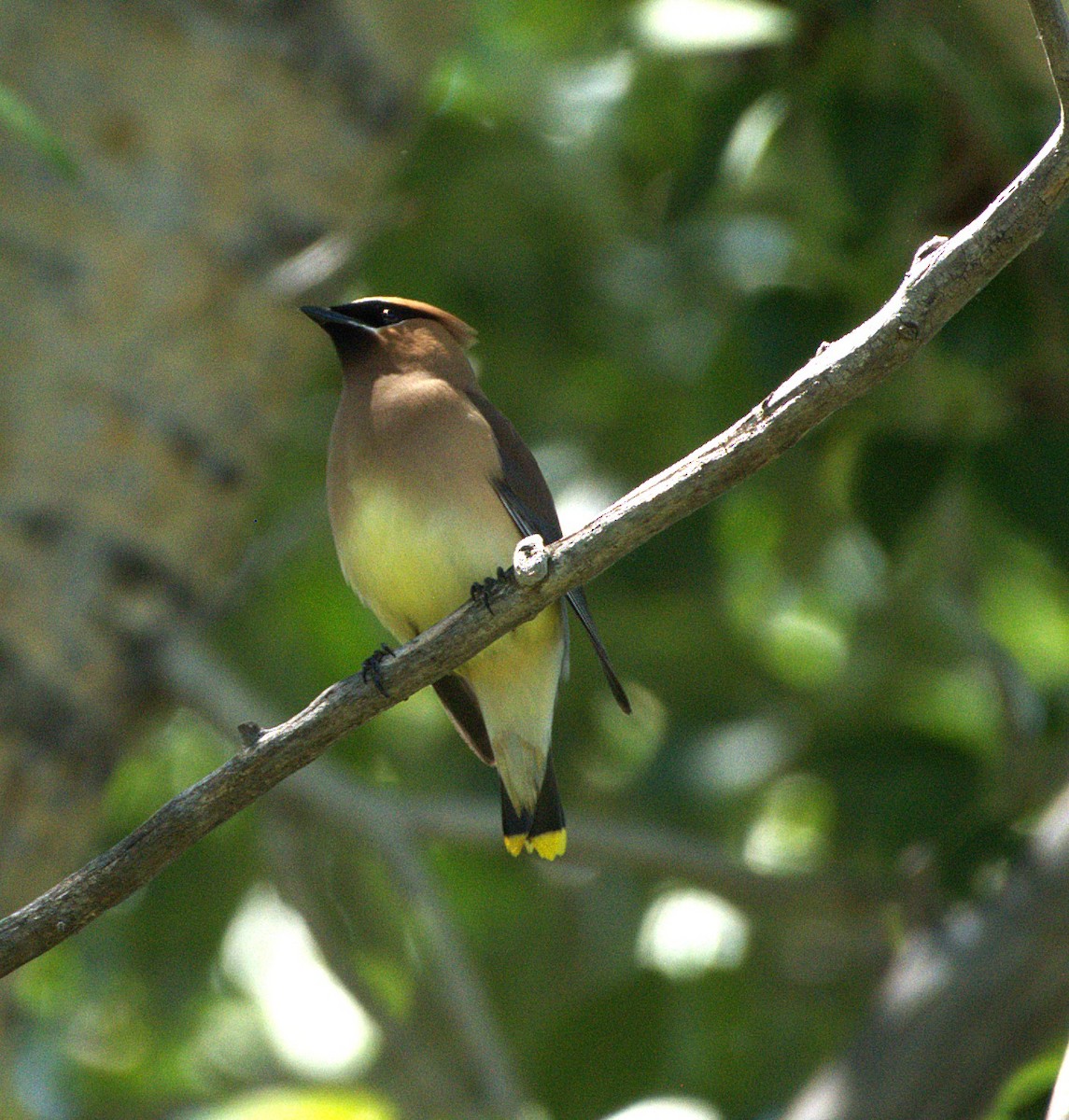 Cedar Waxwing - ML638690852