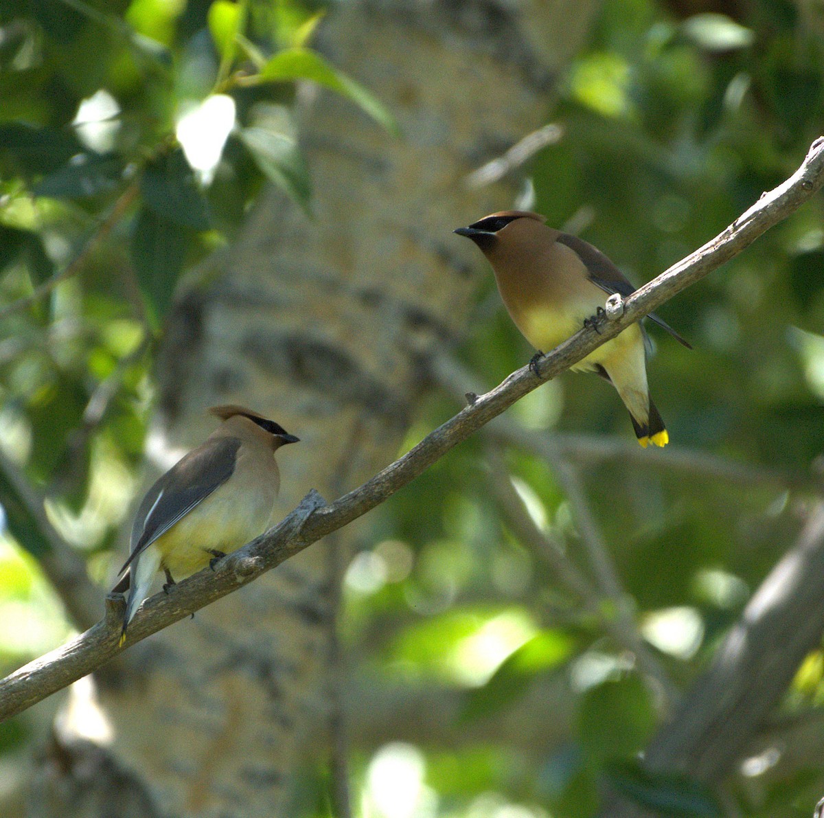 Cedar Waxwing - ML638690854