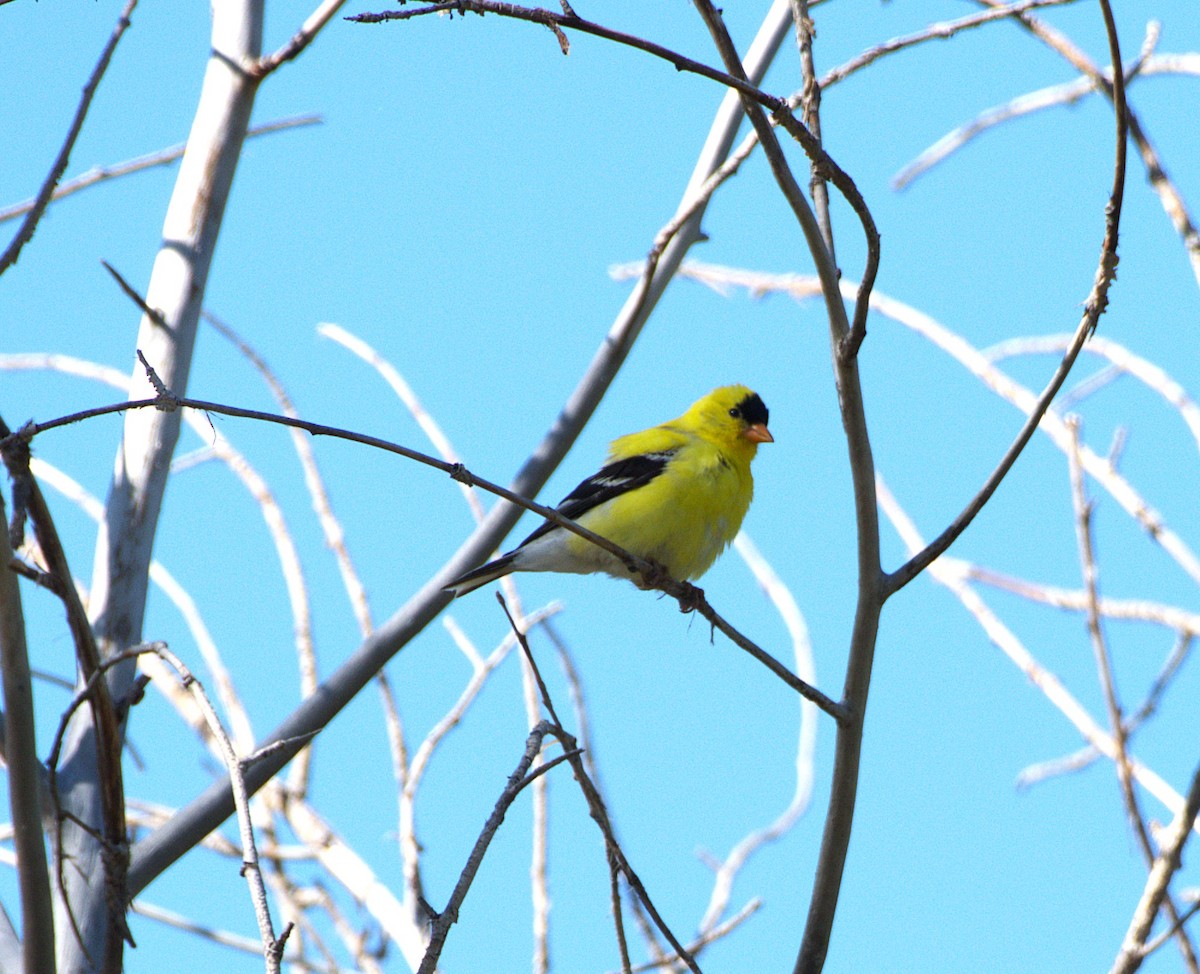 American Goldfinch - ML638690861