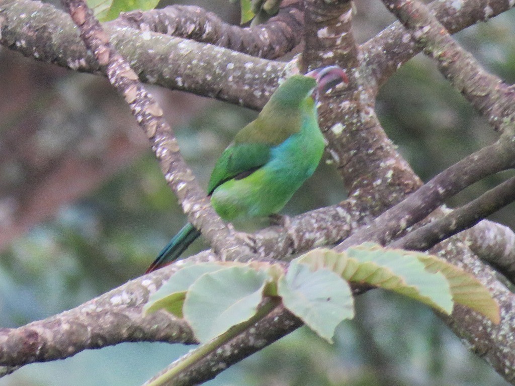Crimson-rumped Toucanet - ML638690862