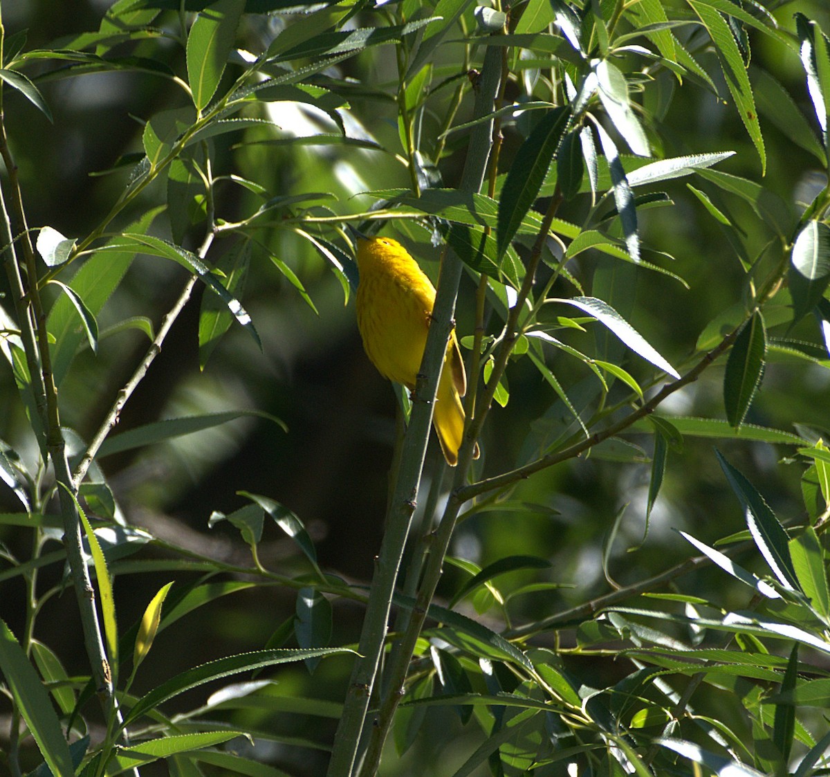 Yellow Warbler - ML638690881