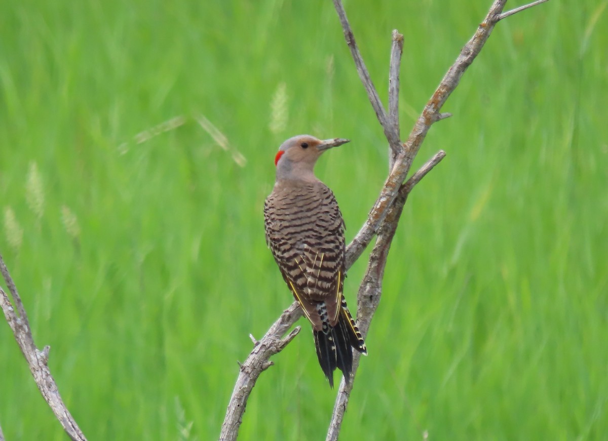 Northern Flicker (Yellow-shafted) - ML638690945