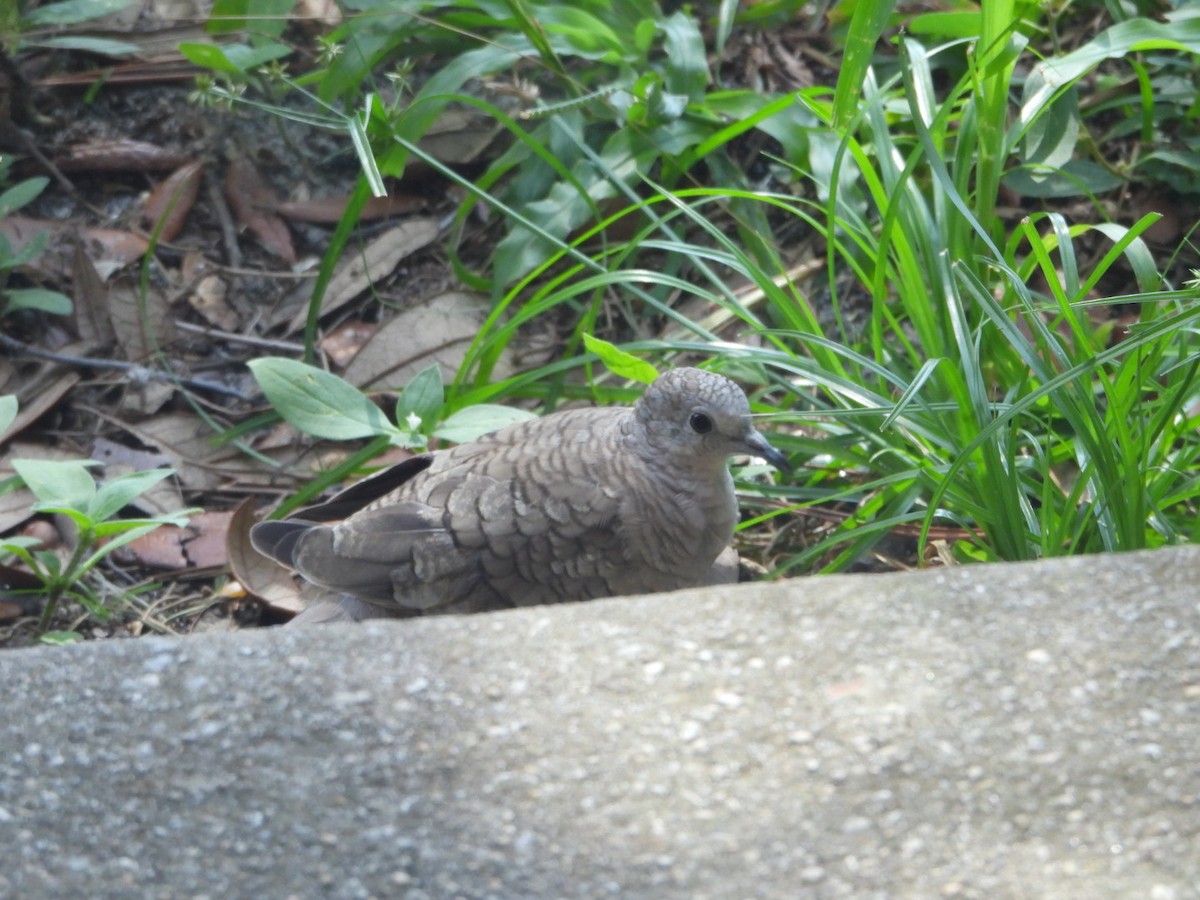 Inca Dove - ML638690949