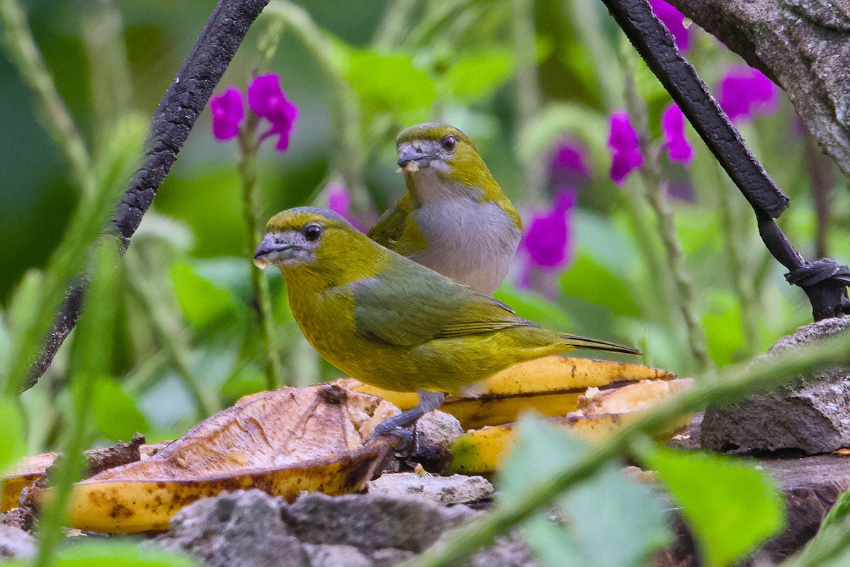 Golden-bellied Euphonia - ML638690963