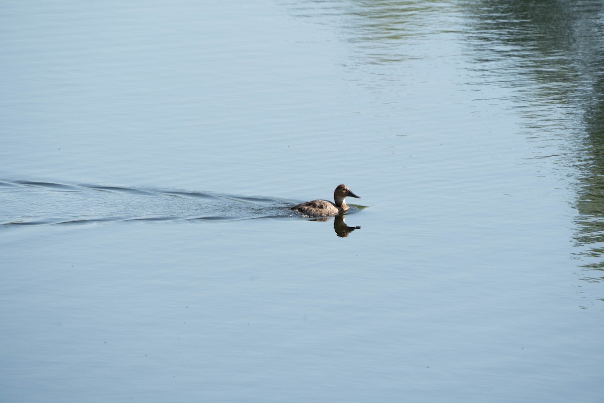 Canvasback - ML638691014