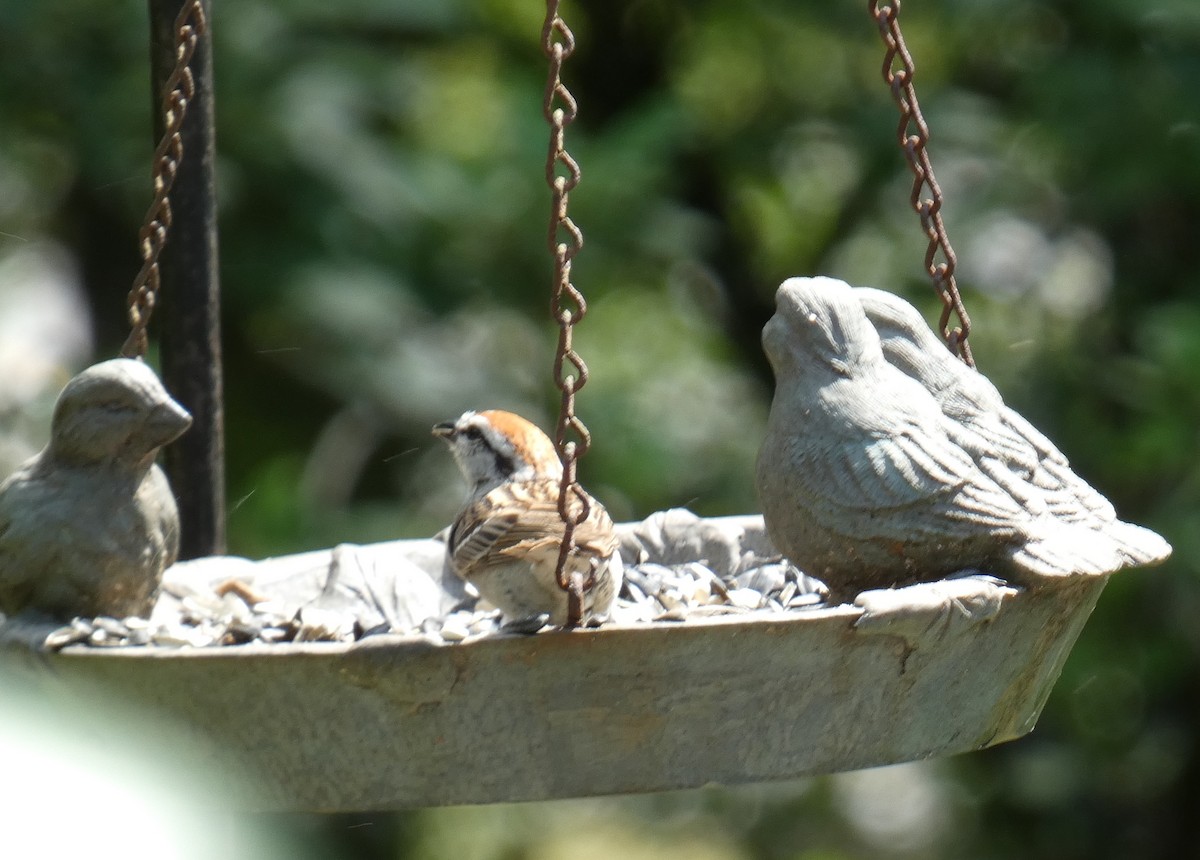 Chipping Sparrow - ML638691017