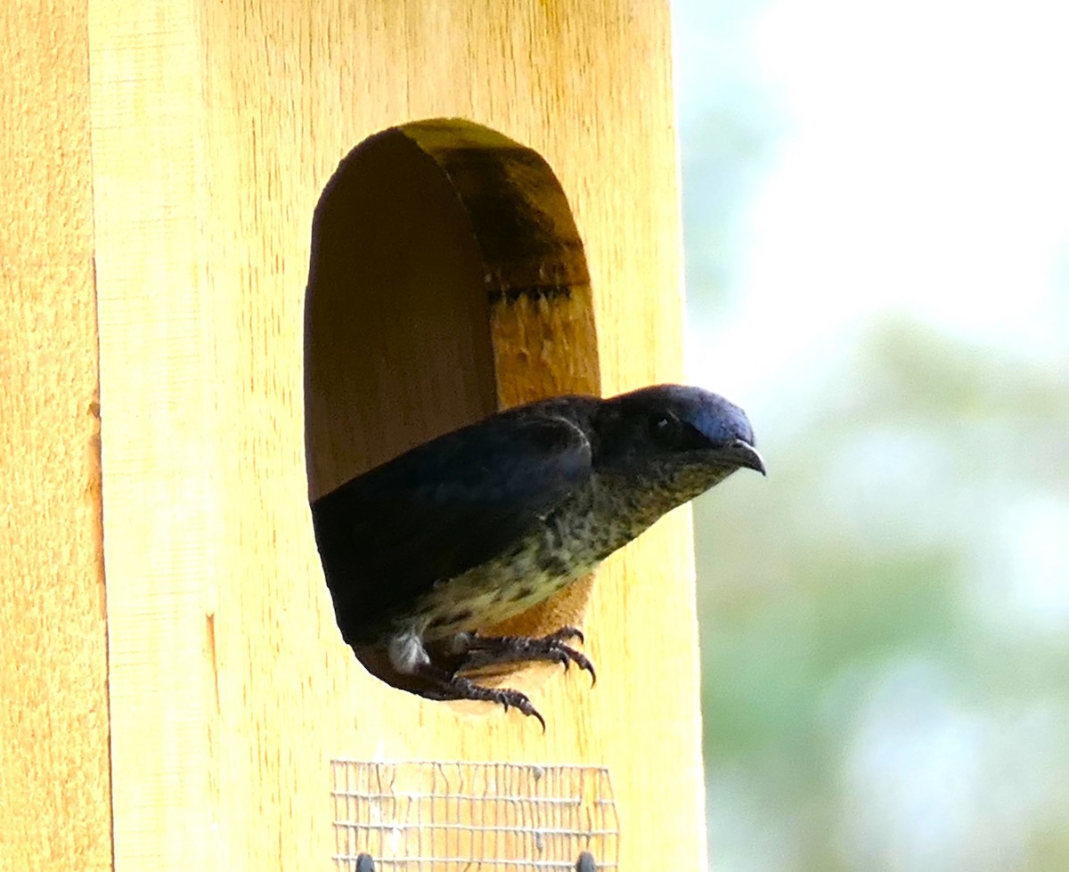 Purple Martin - ML638691041