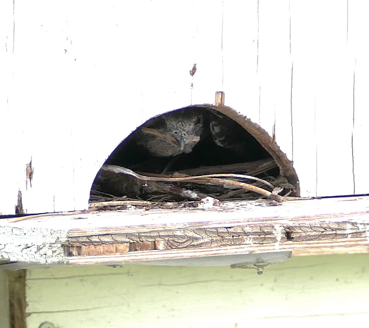 Purple Martin - ML638691042