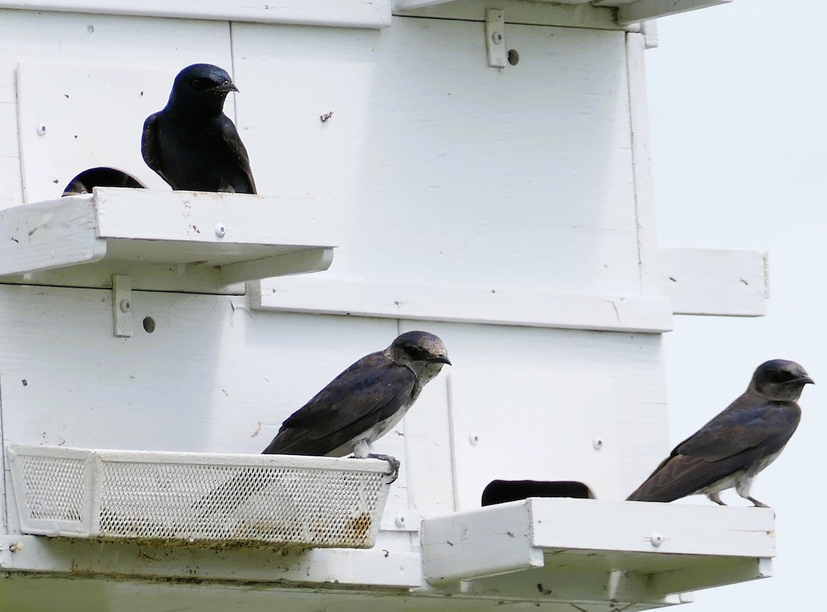 Purple Martin - ML638691043