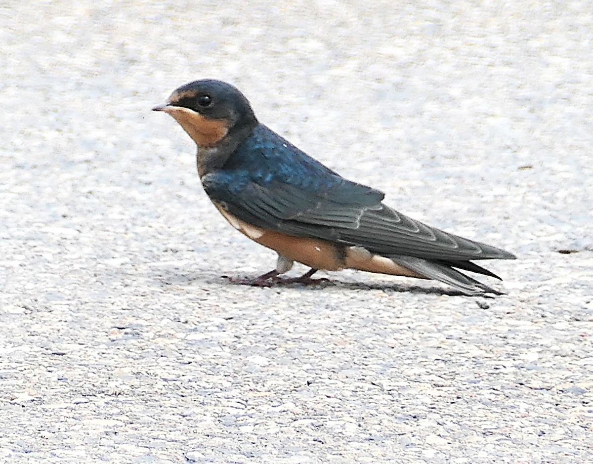 Rondine - ML638691047