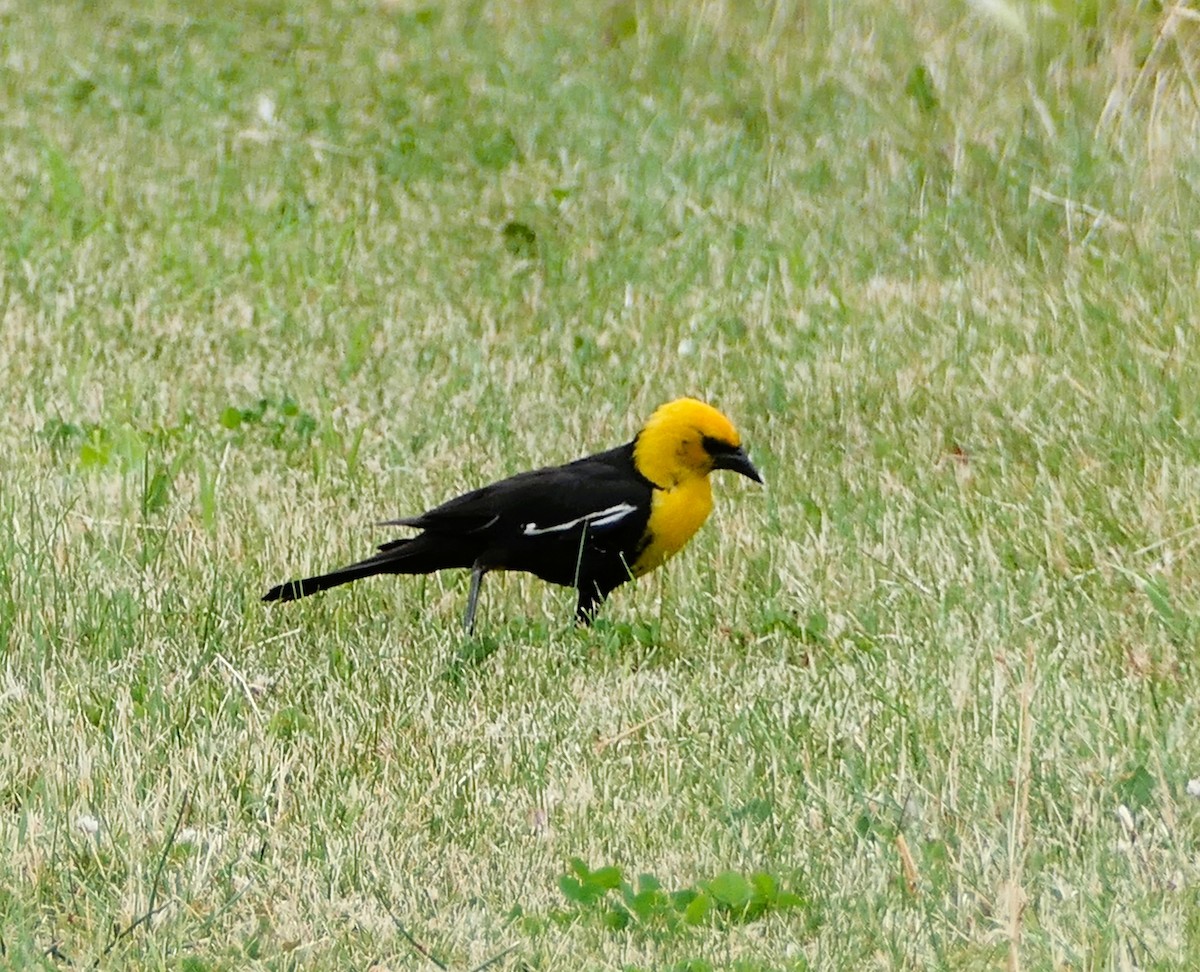 Yellow-headed Blackbird - ML638691054