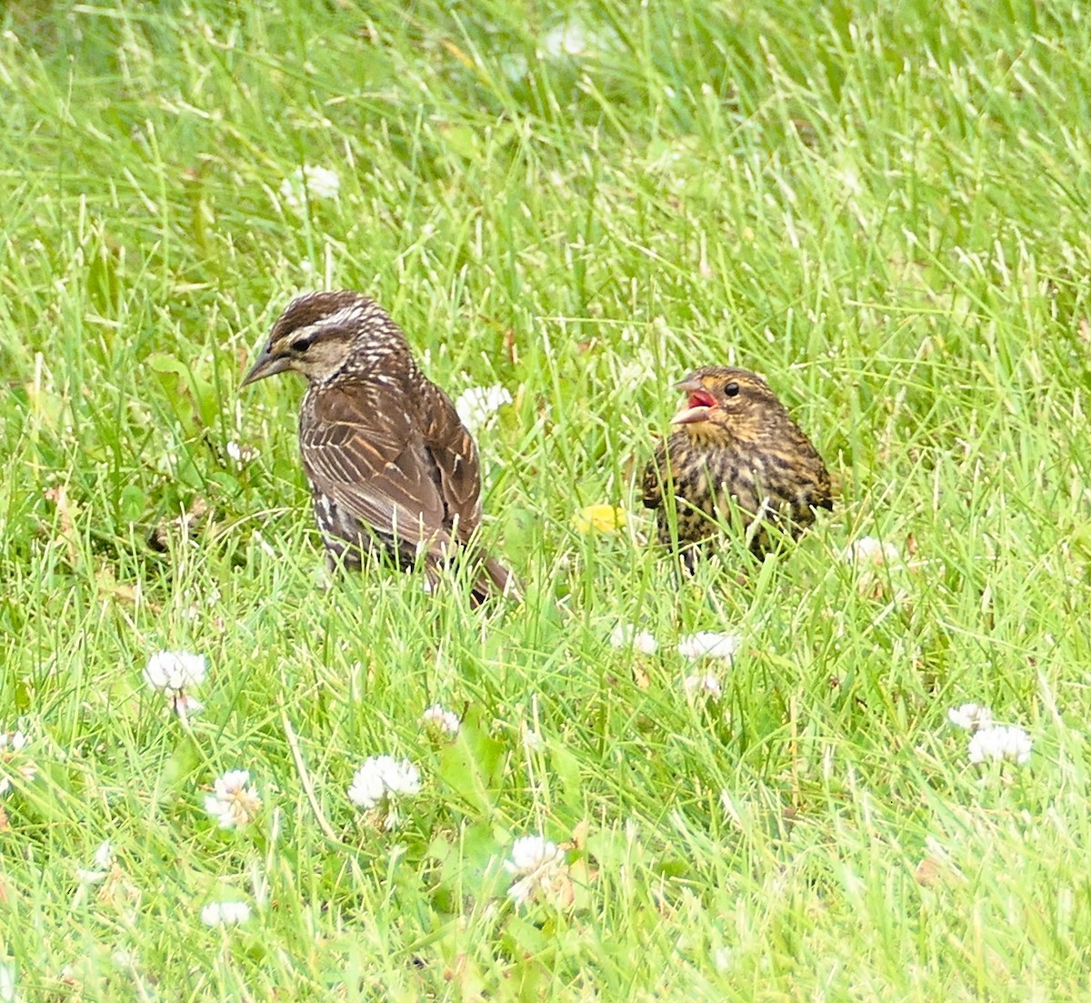 Red-winged Blackbird - ML638691068