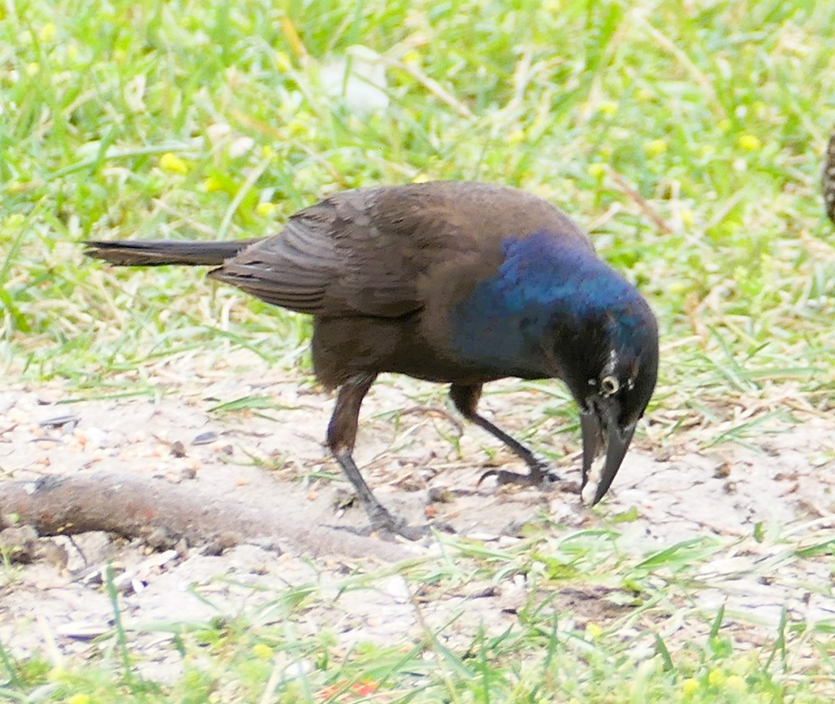 Common Grackle - ML638691082