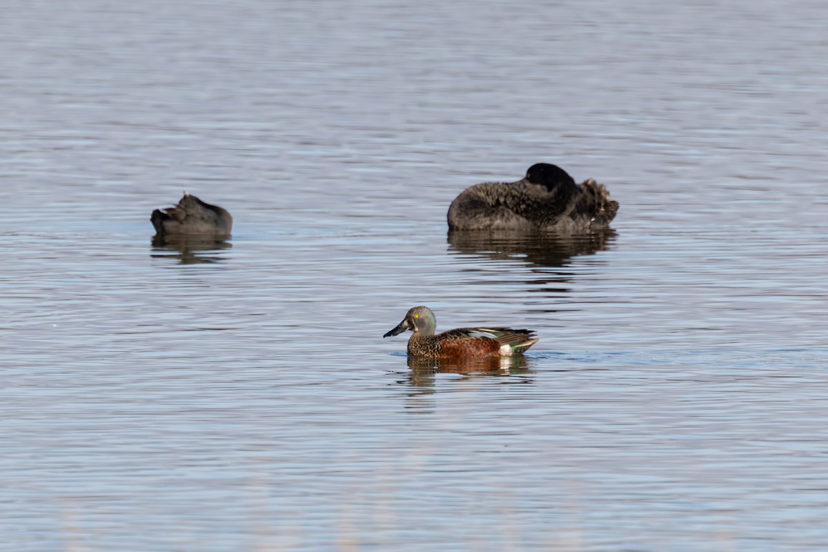 Australasian Shoveler - ML638691109