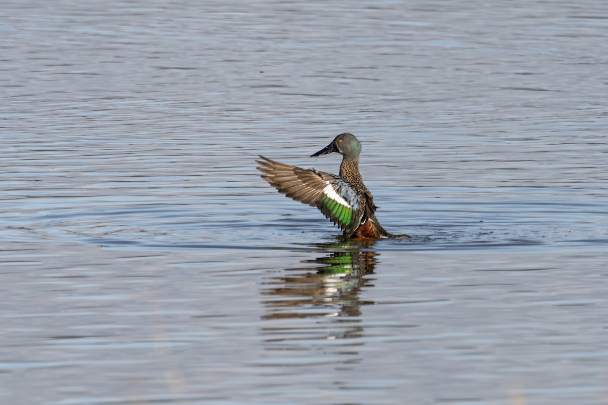 Australasian Shoveler - ML638691110