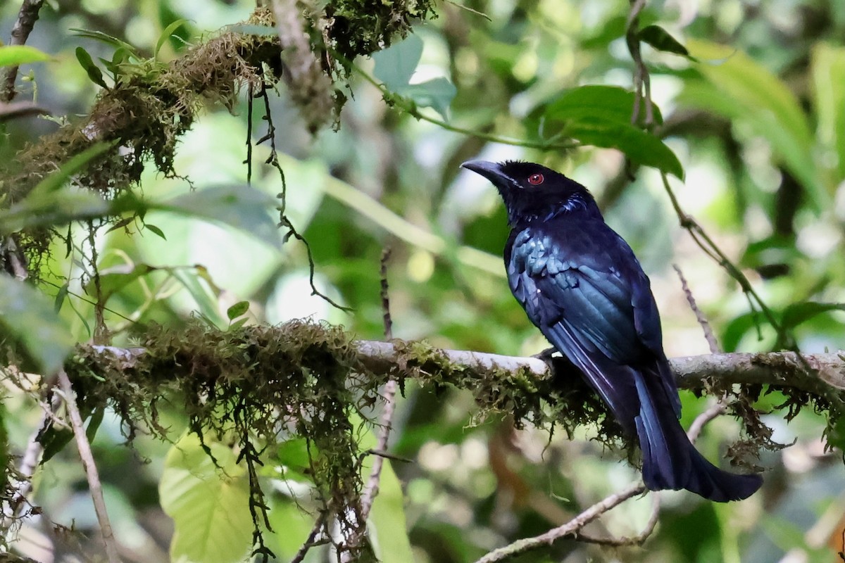 Hair-crested Drongo (Bornean) - ML638691115