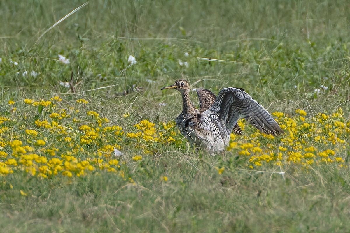 præriesnipe - ML638691119