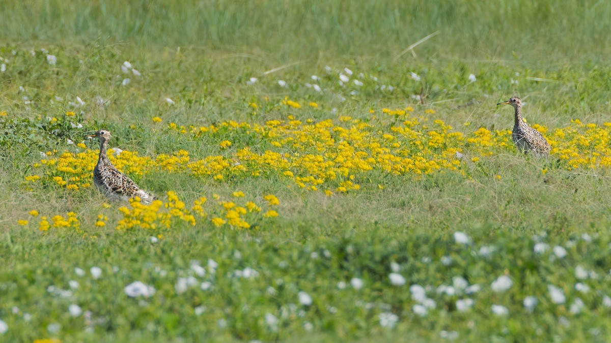 Upland Sandpiper - ML638691121