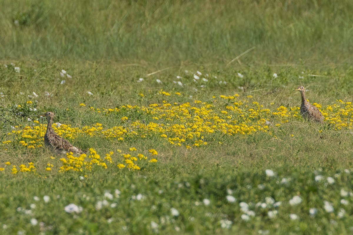 Upland Sandpiper - ML638691122