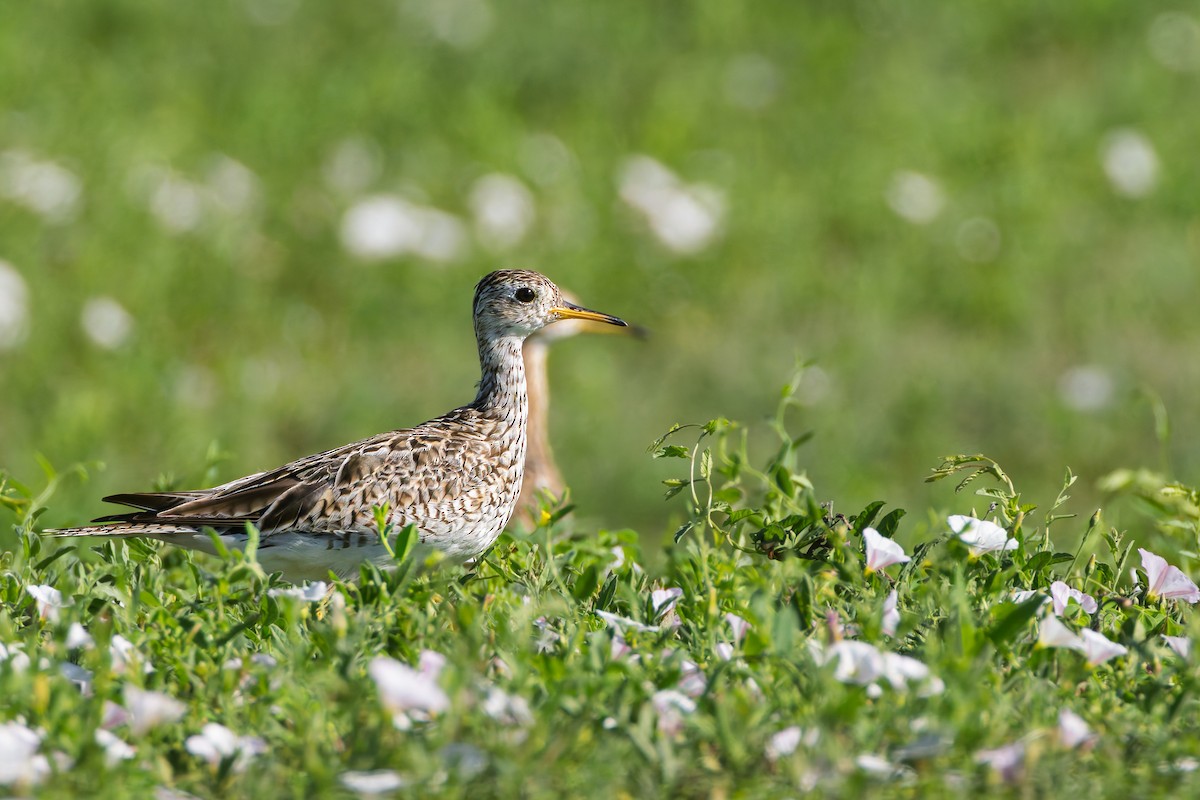 Upland Sandpiper - ML638691123