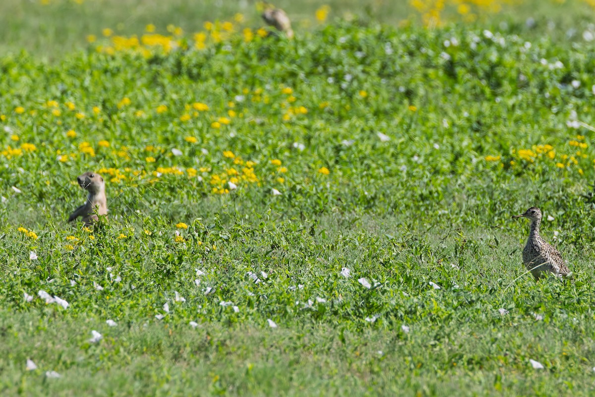 Upland Sandpiper - ML638691124