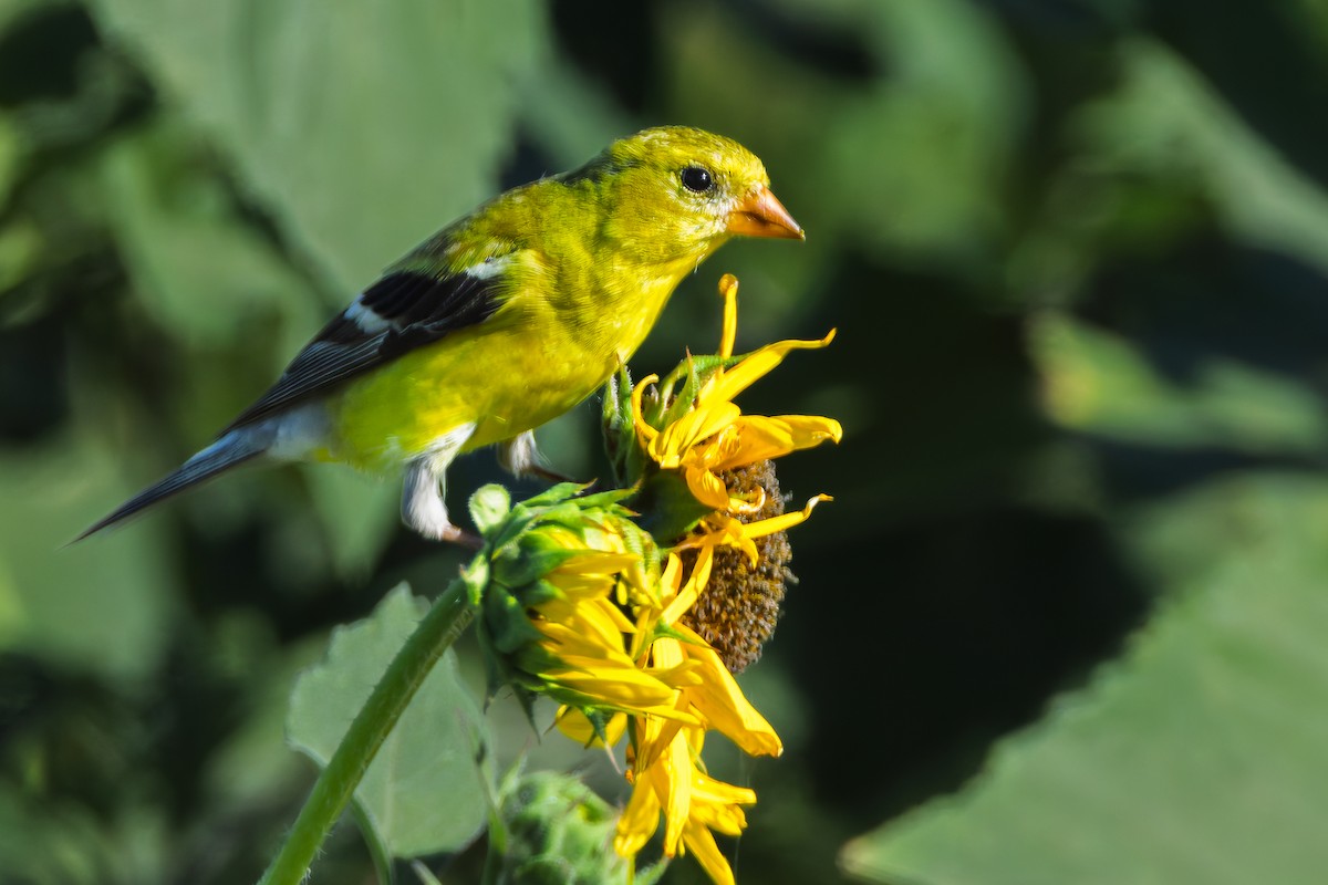 gulstillits - ML638691167