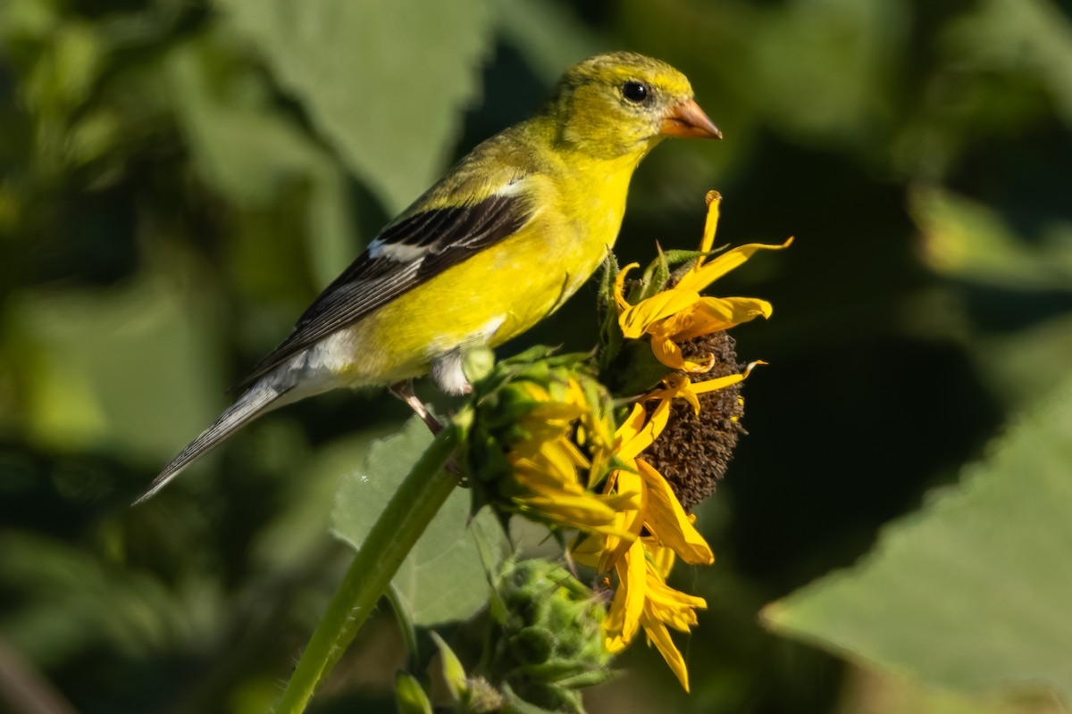 gulstillits - ML638691168